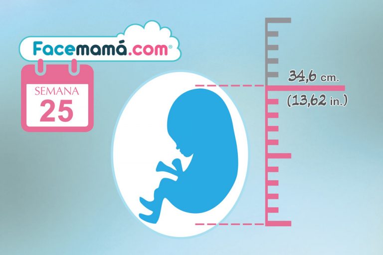 25 Semanas De Embarazo Avances En La Madre Y El Bebé 