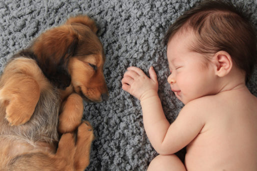 Qué hacer si mi hijo es alérgico a tu mascota