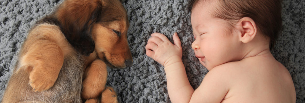 Qué hacer si mi hijo es alérgico a tu mascota